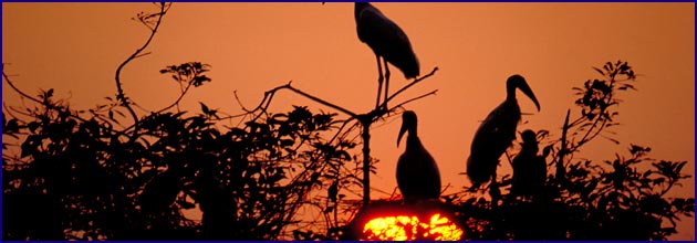 Sonnenuntergang im Pantanal